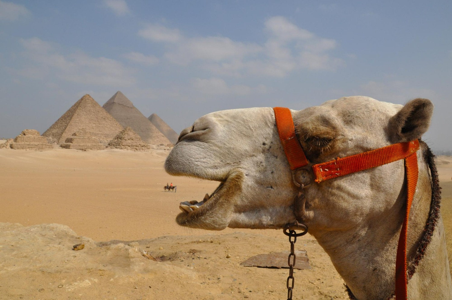 Верблюды в Египте